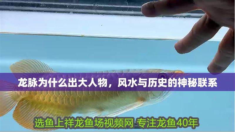 龍脈為什么出大人物,風水與歷史的神秘聯系 龍魚百科 第1張 龍脈為什么出大人物,風水與歷史的神秘聯系 龍脈為什么出大人物,風水與歷史的神秘聯系 龍魚百科 第1張
