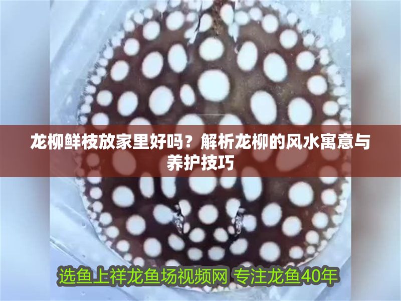 龍柳鮮枝放家里好嗎？解析龍柳的風水寓意與養護技巧