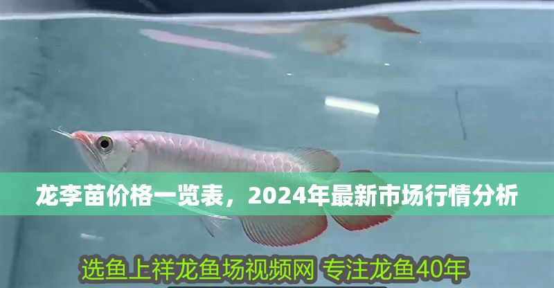 龍李苗價(jià)格一覽表，2024年最新市場(chǎng)行情分析 龍李苗價(jià)格一覽表，2024年最新市場(chǎng)行情分析 龍魚百科 第1張
