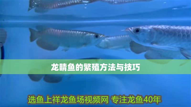 龍睛魚的繁殖方法與技巧 龍睛魚的繁殖方法與技巧 龍魚百科 第1張