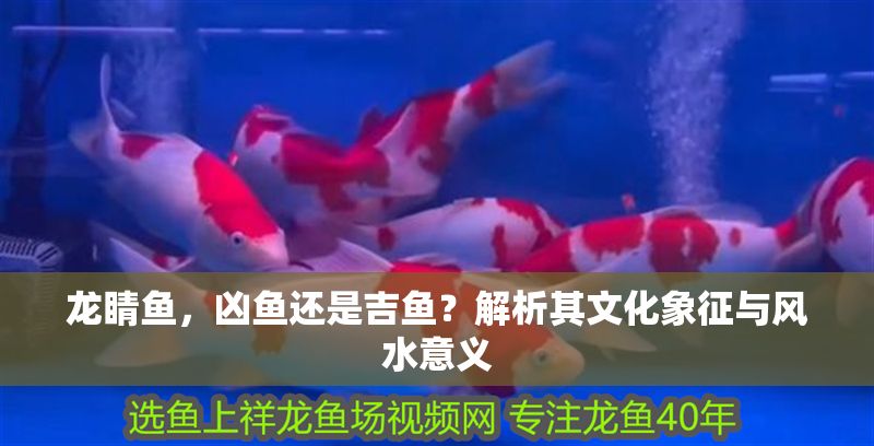 龍睛魚，兇魚還是吉魚？解析其文化象征與風(fēng)水意義