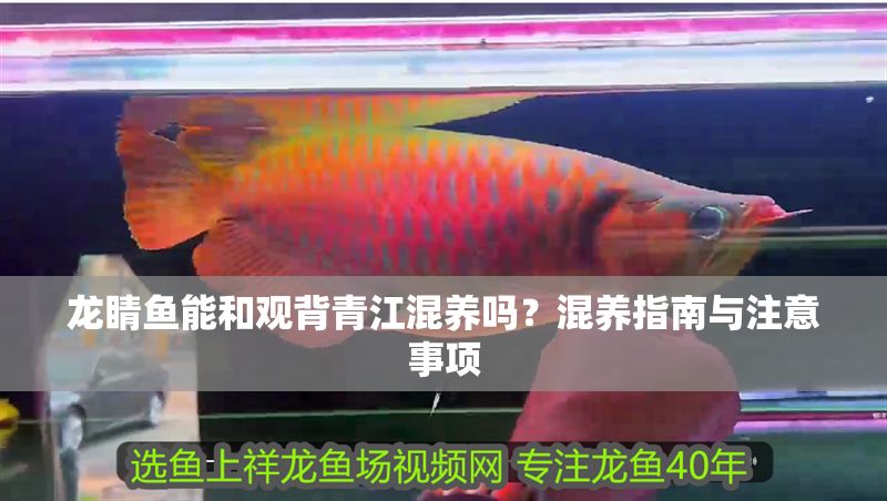 龍睛魚能和觀背青江混養嗎？混養指南與注意事項 龍睛魚能和觀背青江混養嗎？混養指南與注意事項 龍魚百科 第1張