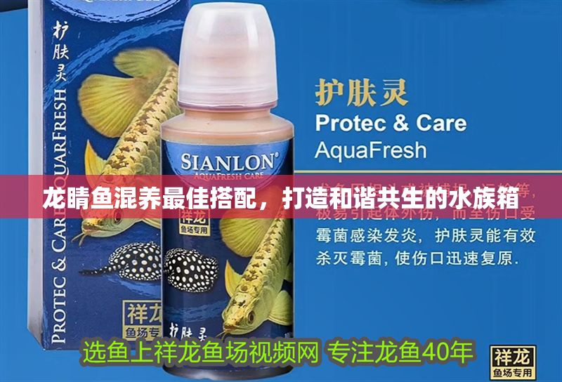 龍睛魚混養(yǎng)最佳搭配，打造和諧共生的水族箱