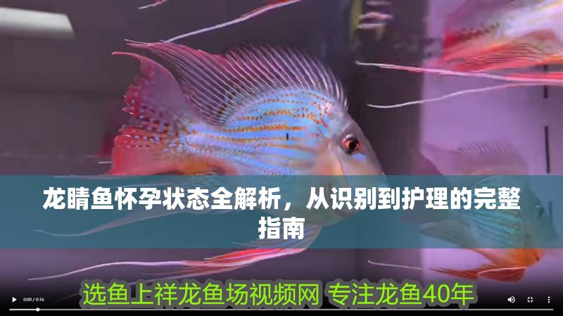 龍睛魚懷孕狀態全解析，從識別到護理的完整指南 龍睛魚懷孕狀態全解析，從識別到護理的完整指南 龍魚百科 第1張