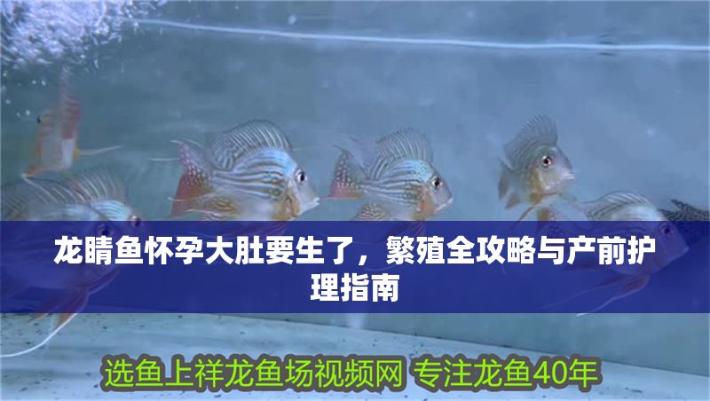 龍睛魚懷孕大肚要生了，繁殖全攻略與產前護理指南