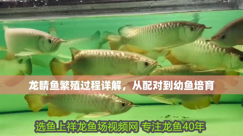 龍睛魚繁殖過程詳解，從配對到幼魚培育