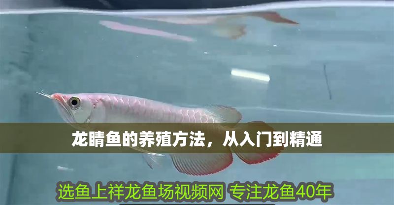 龍睛魚的養殖方法，從入門到精通