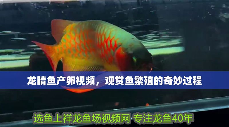 龍睛魚產卵視頻，觀賞魚繁殖的奇妙過程