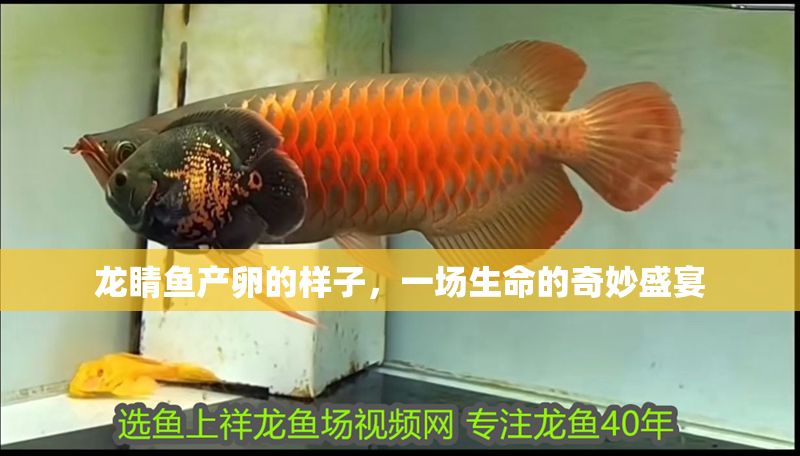 龍睛魚產(chǎn)卵的樣子，一場(chǎng)生命的奇妙盛宴