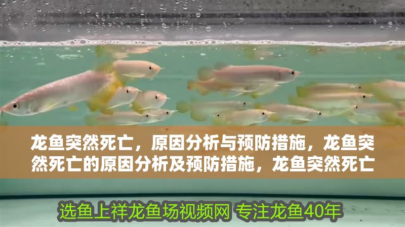 龍魚突然死亡，原因分析與預(yù)防措施，龍魚突然死亡的原因分析及預(yù)防措施，龍魚突然死亡的原因分析與預(yù)防措施 龍魚突然死亡，原因分析與預(yù)防措施，龍魚突然死亡的原因分析及預(yù)防措施，龍魚突然死亡的原因分析與預(yù)防措施 龍魚百科 第1張
