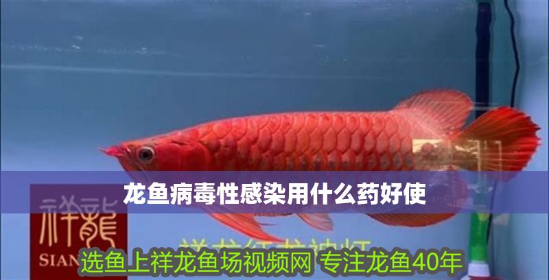龍魚病毒性感染用什么藥好使