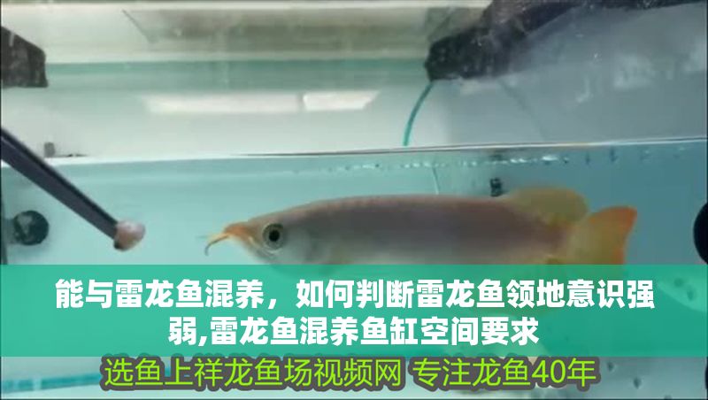 能與雷龍魚混養，如何判斷雷龍魚領地意識強弱,雷龍魚混養魚缸空間要求
