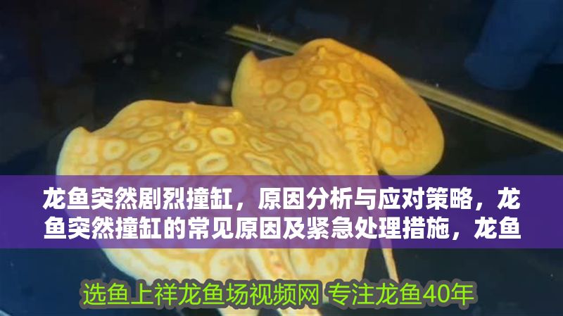 龍魚突然劇烈撞缸，原因分析與應(yīng)對策略，龍魚突然撞缸的常見原因及緊急處理措施，龍魚突然撞缸，原因解析與緊急處理指南