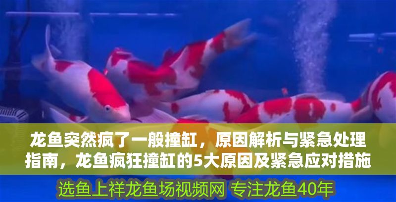 龍魚突然瘋了一般撞缸，原因解析與緊急處理指南，龍魚瘋狂撞缸的5大原因及緊急應對措施，龍魚瘋狂撞缸的5大原因及緊急應對措施