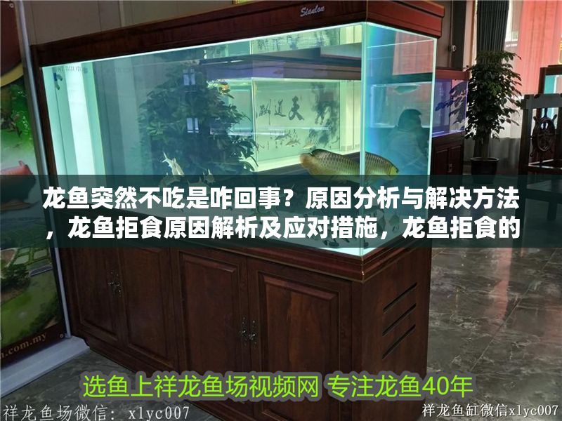 龍魚突然不吃是咋回事?原因分析與解決方法,龍魚拒食原因解析及應(yīng)對措施,龍魚拒食的常見原因及解決對策 龍魚百科 第1張 龍魚突然不吃是咋回事?原因分析與解決方法,龍魚拒食原因解析及應(yīng)對措施,龍魚拒食的常見原因及解決對策 龍魚突然不吃是咋回事?原因分析與解決方法,龍魚拒食原因解析及應(yīng)對措施,龍魚拒食的常見原因及解決對策 龍魚百科 第1張