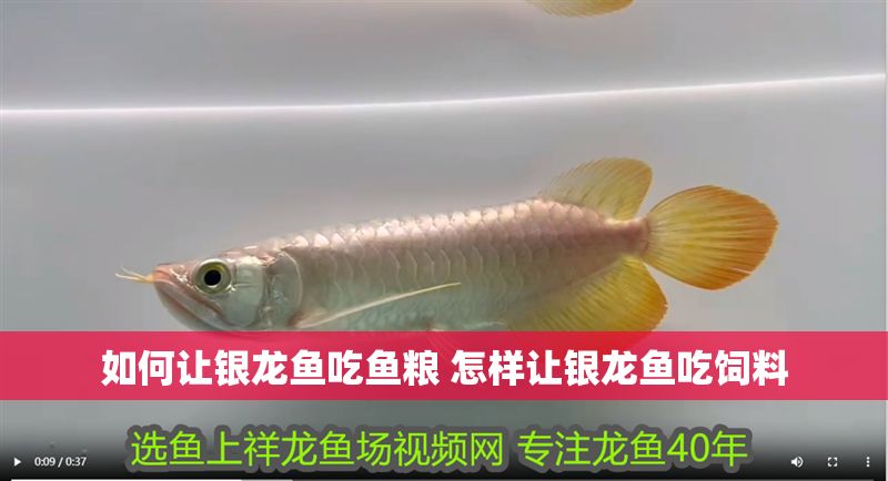 如何讓銀龍魚吃魚糧 怎樣讓銀龍魚吃飼料
