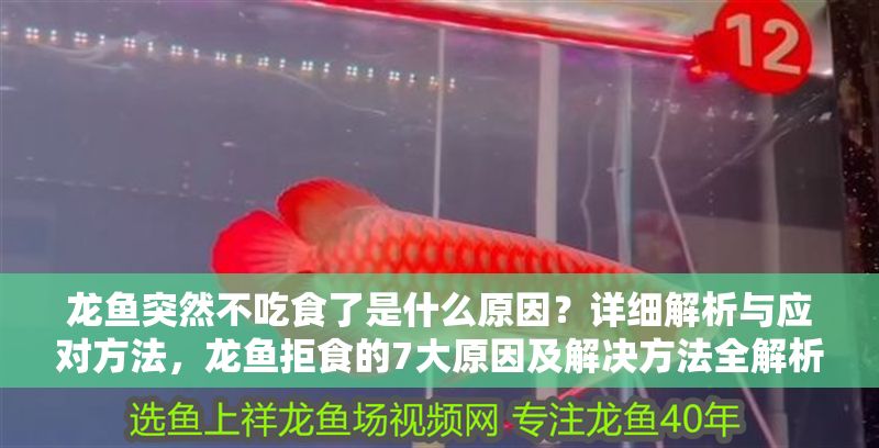 龍魚突然不吃食了是什么原因？詳細(xì)解析與應(yīng)對(duì)方法，龍魚拒食的7大原因及解決方法全解析，龍魚拒食的7大原因及解決方法全解析
