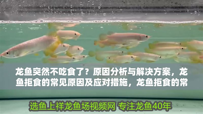 龍魚突然不吃食了？原因分析與解決方案，龍魚拒食的常見原因及應對措施，龍魚拒食的常見原因及應對措施