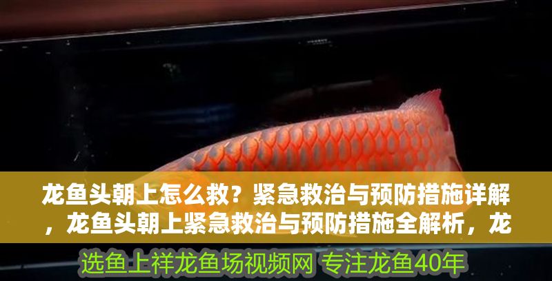 龍魚頭朝上怎么救?緊急救治與預防措施詳解,龍魚頭朝上緊急救治與預防措施全解析,龍魚頭朝上緊急救治與預防措施全指南 龍魚百科 第1張 龍魚頭朝上怎么救?緊急救治與預防措施詳解,龍魚頭朝上緊急救治與預防措施全解析,龍魚頭朝上緊急救治與預防措施全指南 龍魚頭朝上怎么救?緊急救治與預防措施詳解,龍魚頭朝上緊急救治與預防措施全解析,龍魚頭朝上緊急救治與預防措施全指南 龍魚百科 第1張