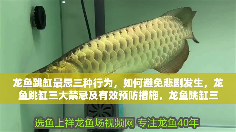 龍魚跳缸最忌三種行為，如何避免悲劇發生，龍魚跳缸三大禁忌及有效預防措施，龍魚跳缸三大禁忌及有效預防措施