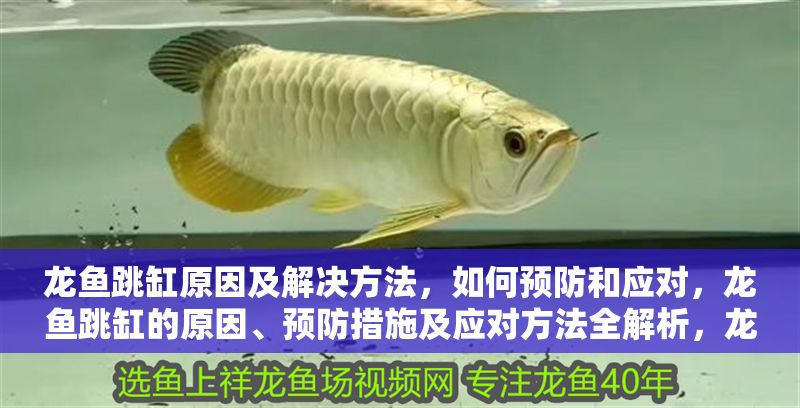 龍魚跳缸原因及解決方法，如何預防和應對，龍魚跳缸的原因、預防措施及應對方法全解析，龍魚跳缸原因、預防措施及應對方法全解析