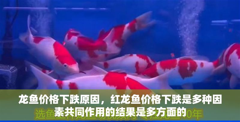 龍魚價格下跌原因，紅龍魚價格下跌是多種因素共同作用的結果是多方面的 龍魚價格下跌原因，紅龍魚價格下跌是多種因素共同作用的結果是多方面的 龍魚百科 第2張