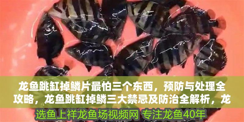 龍魚跳缸掉鱗片最怕三個東西，預防與處理全攻略，龍魚跳缸掉鱗三大禁忌及防治全解析，龍魚跳缸掉鱗三大禁忌與防治全攻略 龍魚跳缸掉鱗片最怕三個東西，預防與處理全攻略，龍魚跳缸掉鱗三大禁忌及防治全解析，龍魚跳缸掉鱗三大禁忌與防治全攻略 龍魚百科 第1張