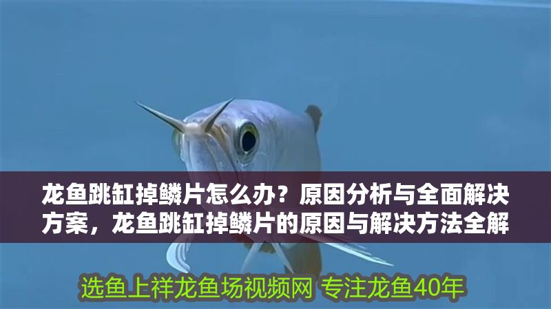 龍魚跳缸掉鱗片怎么辦？原因分析與全面解決方案，龍魚跳缸掉鱗片的原因與解決方法全解析，龍魚跳缸掉鱗片的原因與解決方法全解析 龍魚跳缸掉鱗片怎么辦？原因分析與全面解決方案，龍魚跳缸掉鱗片的原因與解決方法全解析，龍魚跳缸掉鱗片的原因與解決方法全解析 龍魚百科 第1張