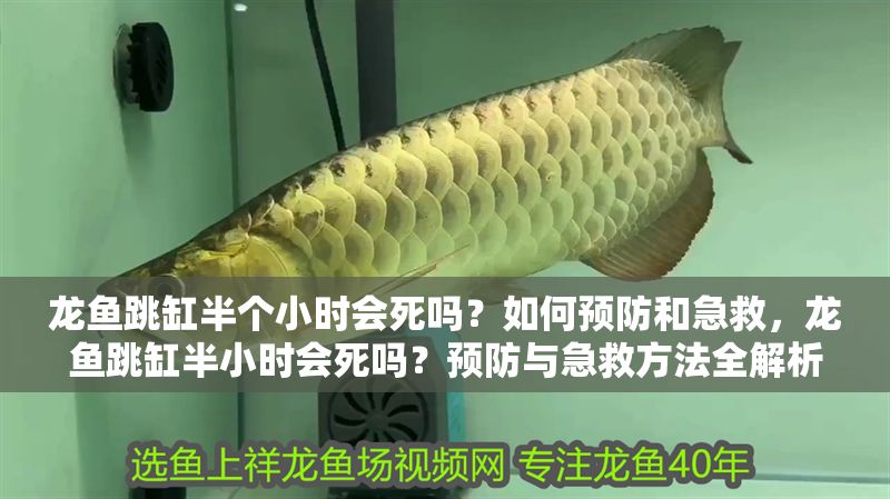 龍魚跳缸半個小時會死嗎？如何預防和急救，龍魚跳缸半小時會死嗎？預防與急救方法全解析，龍魚跳缸半小時會死嗎？預防與急救方法全解析 龍魚跳缸半個小時會死嗎？如何預防和急救，龍魚跳缸半小時會死嗎？預防與急救方法全解析，龍魚跳缸半小時會死嗎？預防與急救方法全解析 龍魚百科 第1張