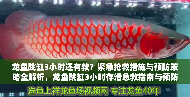 龍魚跳缸3小時還有救？緊急搶救措施與預防策略全解析，龍魚跳缸3小時存活急救指南與預防措施全解析，龍魚跳缸3小時急救與預防全攻略 龍魚跳缸3小時還有救？緊急搶救措施與預防策略全解析，龍魚跳缸3小時存活急救指南與預防措施全解析，龍魚跳缸3小時急救與預防全攻略 龍魚百科 第1張