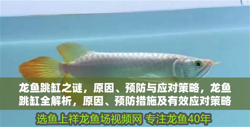 龍魚跳缸之謎，原因、預防與應對策略，龍魚跳缸全解析，原因、預防措施及有效應對策略，龍魚跳缸全解析，原因、預防與應對策略 龍魚跳缸之謎，原因、預防與應對策略，龍魚跳缸全解析，原因、預防措施及有效應對策略，龍魚跳缸全解析，原因、預防與應對策略 龍魚百科 第1張