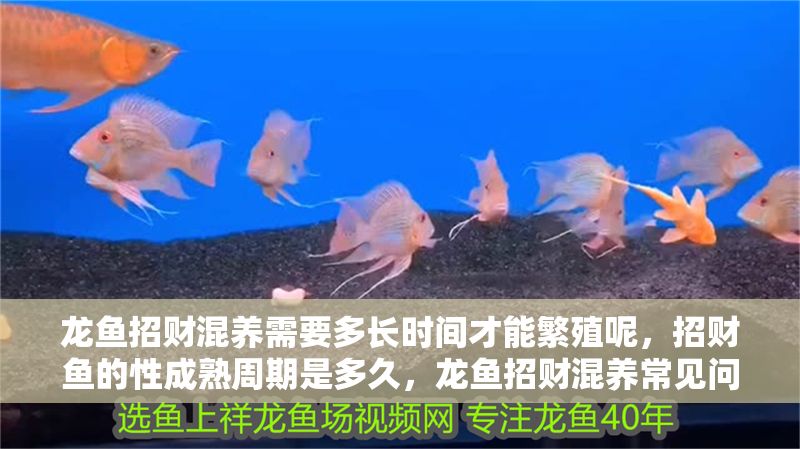 龍魚招財混養需要多長時間才能繁殖呢，招財魚的性成熟周期是多久，龍魚招財混養常見問題及解決