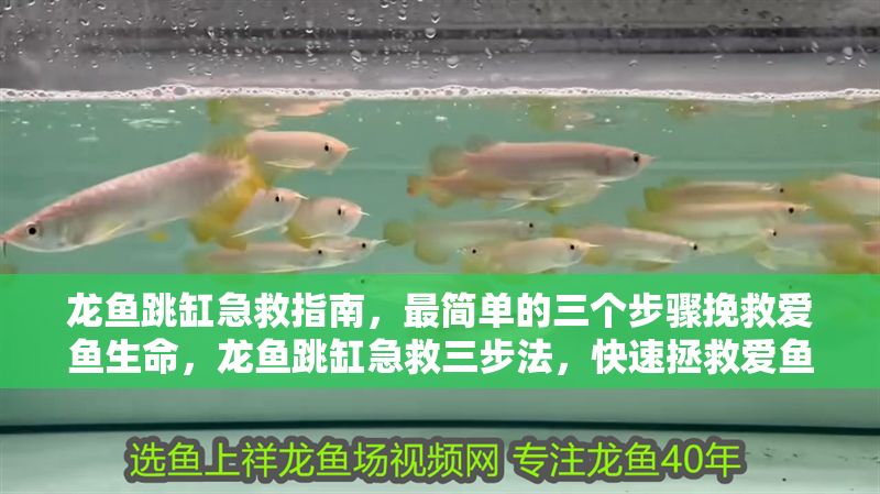 龍魚跳缸急救指南,最簡單的三個步驟挽救愛魚生命,龍魚跳缸急救三步法,快速拯救愛魚生命,龍魚跳缸急救三步法,快速拯救愛魚生命 龍魚百科 第1張 龍魚跳缸急救指南,最簡單的三個步驟挽救愛魚生命,龍魚跳缸急救三步法,快速拯救愛魚生命,龍魚跳缸急救三步法,快速拯救愛魚生命 龍魚跳缸急救指南,最簡單的三個步驟挽救愛魚生命,龍魚跳缸急救三步法,快速拯救愛魚生命,龍魚跳缸急救三步法,快速拯救愛魚生命 龍魚百科 第1張