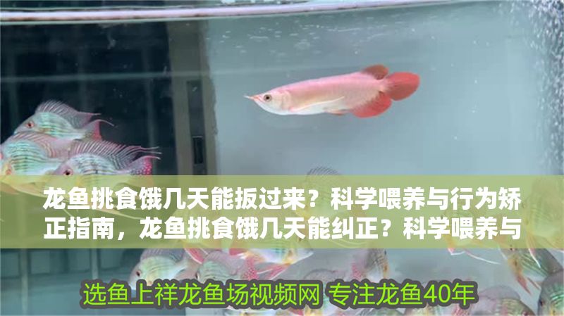 龍魚挑食餓幾天能扳過來？科學喂養與行為矯正指南，龍魚挑食餓幾天能糾正？科學喂養與行為矯正全解析，龍魚挑食餓幾天能糾正？科學喂養與行為矯正全解析