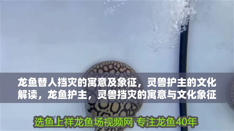 龍魚替人擋災(zāi)的寓意及象征，靈獸護(hù)主的文化解讀，龍魚護(hù)主，靈獸擋災(zāi)的寓意與文化象征解析，龍魚護(hù)主，靈獸擋災(zāi)的寓意與文化象征解析