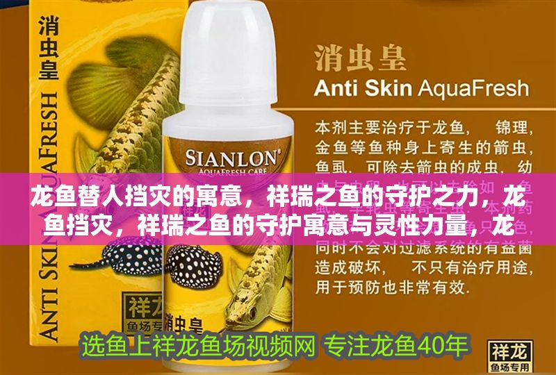龍魚替人擋災的寓意，祥瑞之魚的守護之力，龍魚擋災，祥瑞之魚的守護寓意與靈性力量，龍魚擋災，祥瑞之魚的守護寓意與靈性力量解析