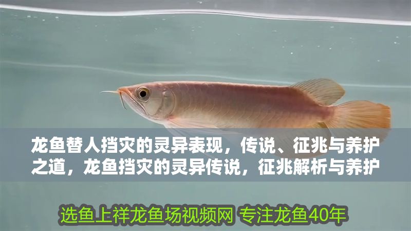 龍魚替人擋災(zāi)的靈異表現(xiàn)，傳說、征兆與養(yǎng)護(hù)之道，龍魚擋災(zāi)的靈異傳說，征兆解析與養(yǎng)護(hù)指南，龍魚擋災(zāi)的靈異傳說、征兆解析與養(yǎng)護(hù)指南 龍魚替人擋災(zāi)的靈異表現(xiàn)，傳說、征兆與養(yǎng)護(hù)之道，龍魚擋災(zāi)的靈異傳說，征兆解析與養(yǎng)護(hù)指南，龍魚擋災(zāi)的靈異傳說、征兆解析與養(yǎng)護(hù)指南 龍魚百科 第1張