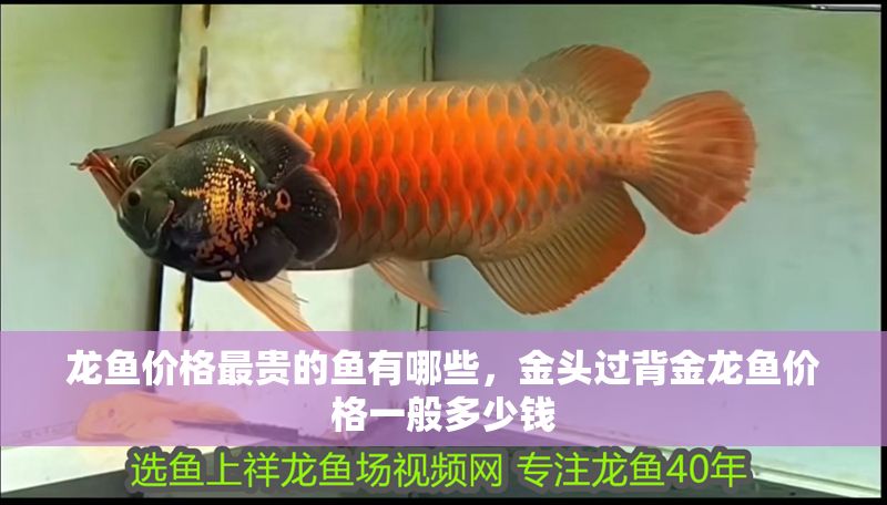 龍魚價格最貴的魚有哪些，金頭過背金龍魚價格一般多少錢