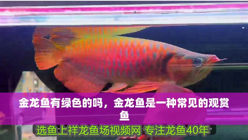 金龍魚有綠色的嗎，金龍魚是一種常見的觀賞魚