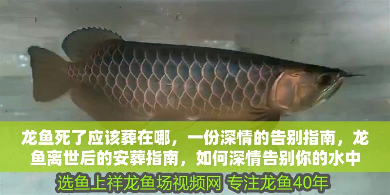 龍魚死了應該葬在哪，一份深情的告別指南，龍魚離世后的安葬指南，如何深情告別你的水中伙伴，深情告別指南，龍魚離世后的安葬與悼念方式