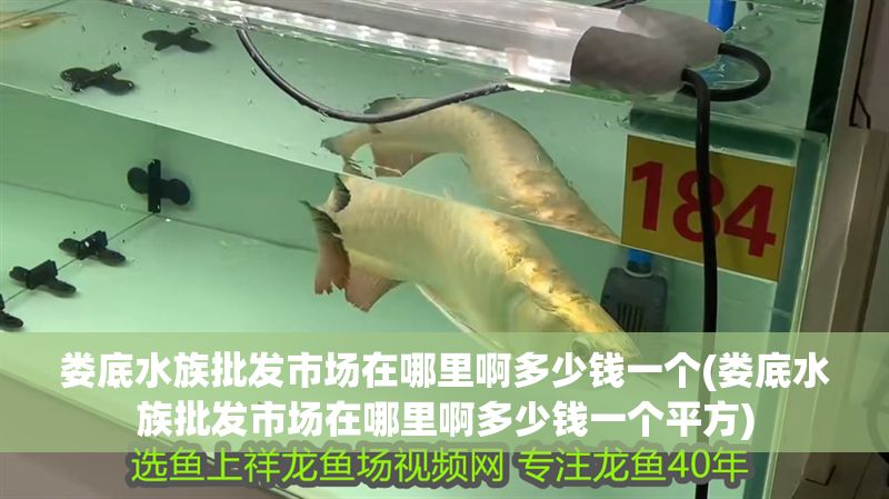 婁底水族批發市場在哪里啊多少錢一個(婁底水族批發市場在哪里啊多少錢一個平方) 龍魚百科 第1張 婁底水族批發市場在哪里啊多少錢一個(婁底水族批發市場在哪里啊多少錢一個平方) 婁底水族批發市場在哪里啊多少錢一個(婁底水族批發市場在哪里啊多少錢一個平方) 龍魚百科 第1張