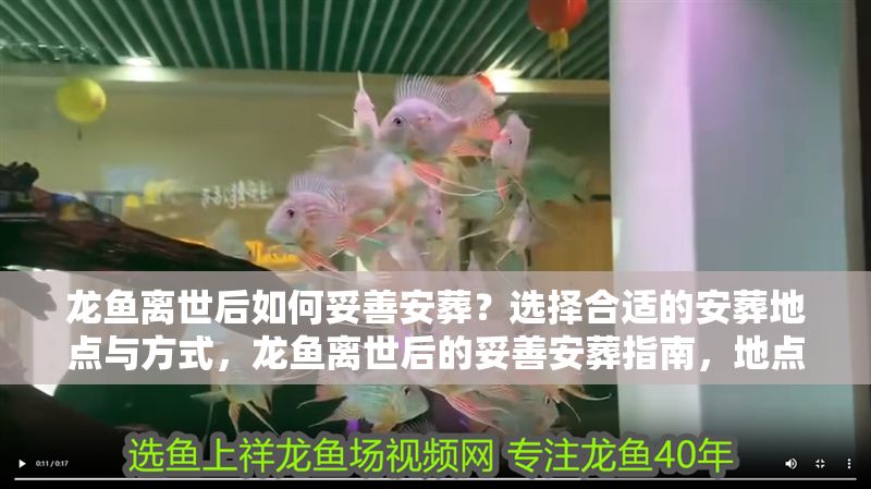 龍魚離世后如何妥善安葬？選擇合適的安葬地點與方式，龍魚離世后的妥善安葬指南，地點選擇與方式建議，龍魚離世后的妥善安葬指南，地點選擇與方式建議 龍魚離世后如何妥善安葬？選擇合適的安葬地點與方式，龍魚離世后的妥善安葬指南，地點選擇與方式建議，龍魚離世后的妥善安葬指南，地點選擇與方式建議 龍魚百科 第1張