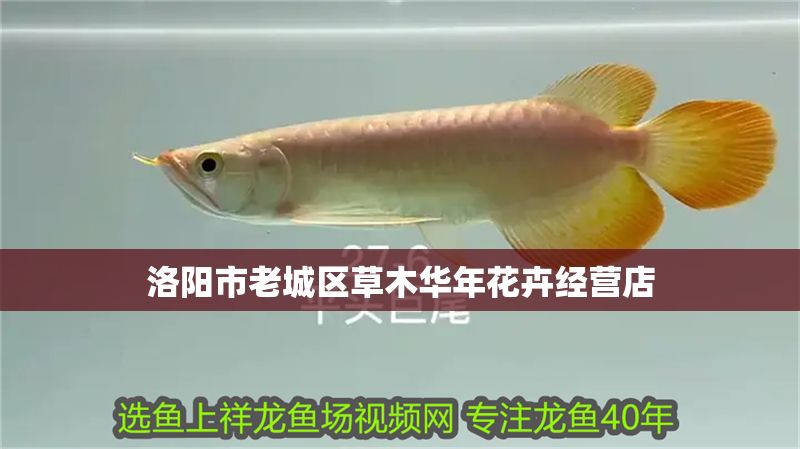 洛陽(yáng)市老城區(qū)草木華年花卉經(jīng)營(yíng)店