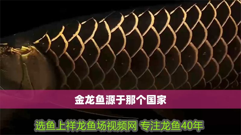 金龍魚源于那個國家