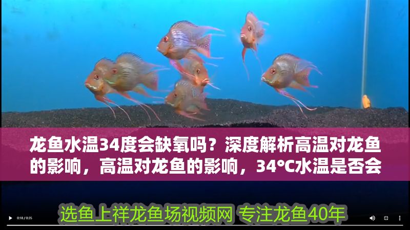 龍魚水溫34度會缺氧嗎？深度解析高溫對龍魚的影響，高溫對龍魚的影響，34℃水溫是否會導致缺氧？34℃水溫會導致龍魚缺氧嗎？高溫對龍魚的影響深度解析