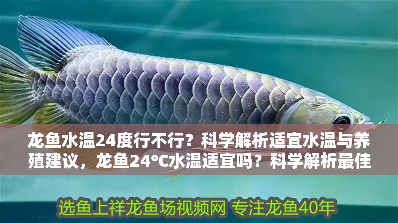 龍魚(yú)水溫24度行不行?科學(xué)解析適宜水溫與養(yǎng)殖建議,龍魚(yú)24℃水溫適宜嗎?科學(xué)解析最佳水溫與養(yǎng)殖要點(diǎn),龍魚(yú)24℃水溫適宜嗎?科學(xué)解析最佳水溫與養(yǎng)殖要點(diǎn) 龍魚(yú)百科 第1張 龍魚(yú)水溫24度行不行?科學(xué)解析適宜水溫與養(yǎng)殖建議,龍魚(yú)24℃水溫適宜嗎?科學(xué)解析最佳水溫與養(yǎng)殖要點(diǎn),龍魚(yú)24℃水溫適宜嗎?科學(xué)解析最佳水溫與養(yǎng)殖要點(diǎn) 龍魚(yú)水溫24度行不行?科學(xué)解析適宜水溫與養(yǎng)殖建議,龍魚(yú)24℃水溫適宜嗎?科學(xué)解析最佳水溫與養(yǎng)殖要點(diǎn),龍魚(yú)24℃水溫適宜嗎?科學(xué)解析最佳水溫與養(yǎng)殖要點(diǎn) 龍魚(yú)百科 第1張