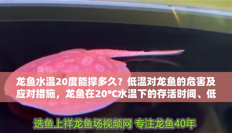 龍魚水溫20度能撐多久？低溫對龍魚的危害及應對措施，龍魚在20℃水溫下的存活時間、低溫危害及應對方法，龍魚在20℃水溫下的存活時間、低溫危害及應對方法