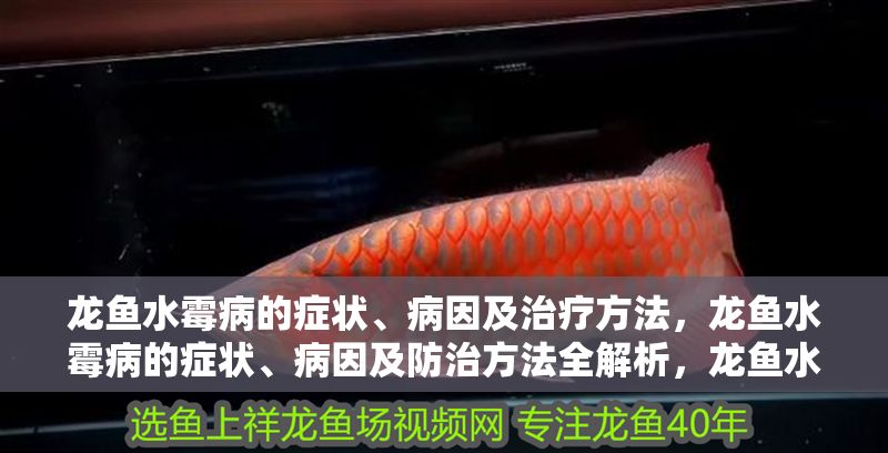 龍魚水霉病的癥狀、病因及治療方法，龍魚水霉病的癥狀、病因及防治方法全解析，龍魚水霉病，癥狀、病因及防治方法全面解析
