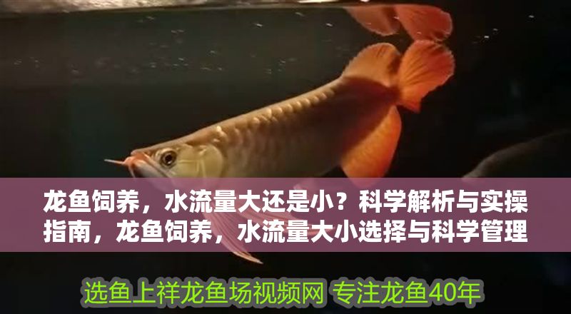龍魚飼養(yǎng)，水流量大還是小？科學(xué)解析與實(shí)操指南，龍魚飼養(yǎng)，水流量大小選擇與科學(xué)管理全攻略，龍魚飼養(yǎng)，水流量大小選擇與科學(xué)管理全攻略