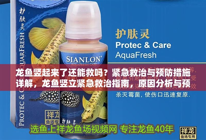 龍魚豎起來了還能救嗎？緊急救治與預防措施詳解，龍魚豎立緊急救治指南，原因分析與預防措施，龍魚豎立緊急救治與預防全指南